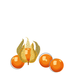 Physalis