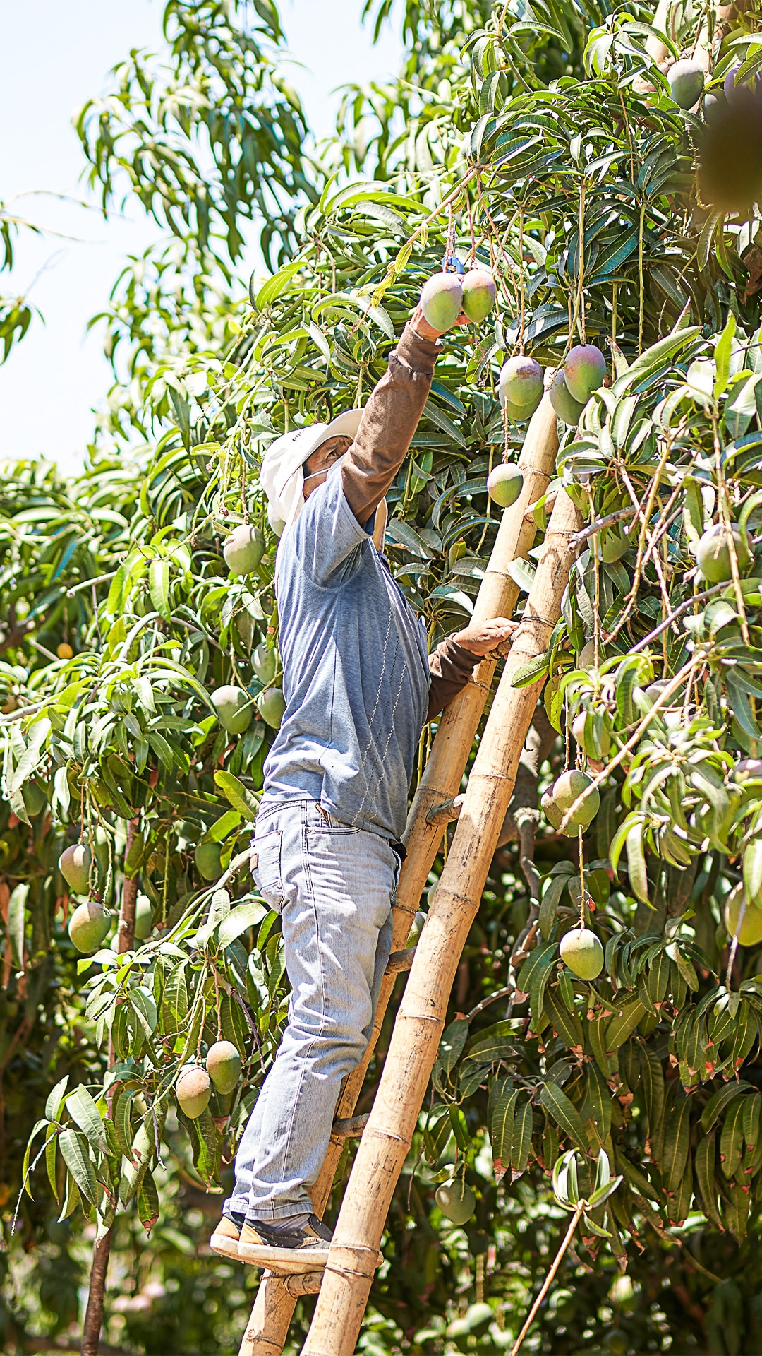 Man picking mangoes