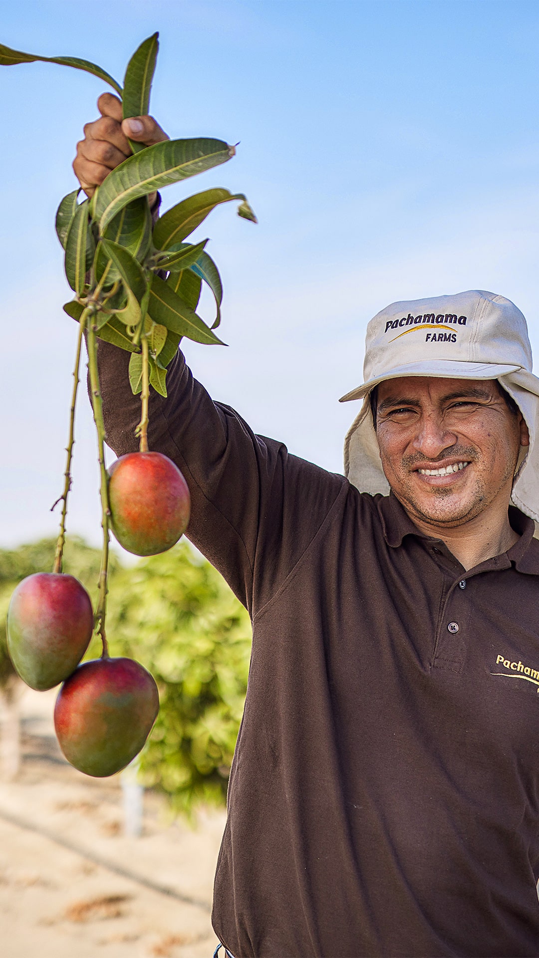 Man holding mangoes